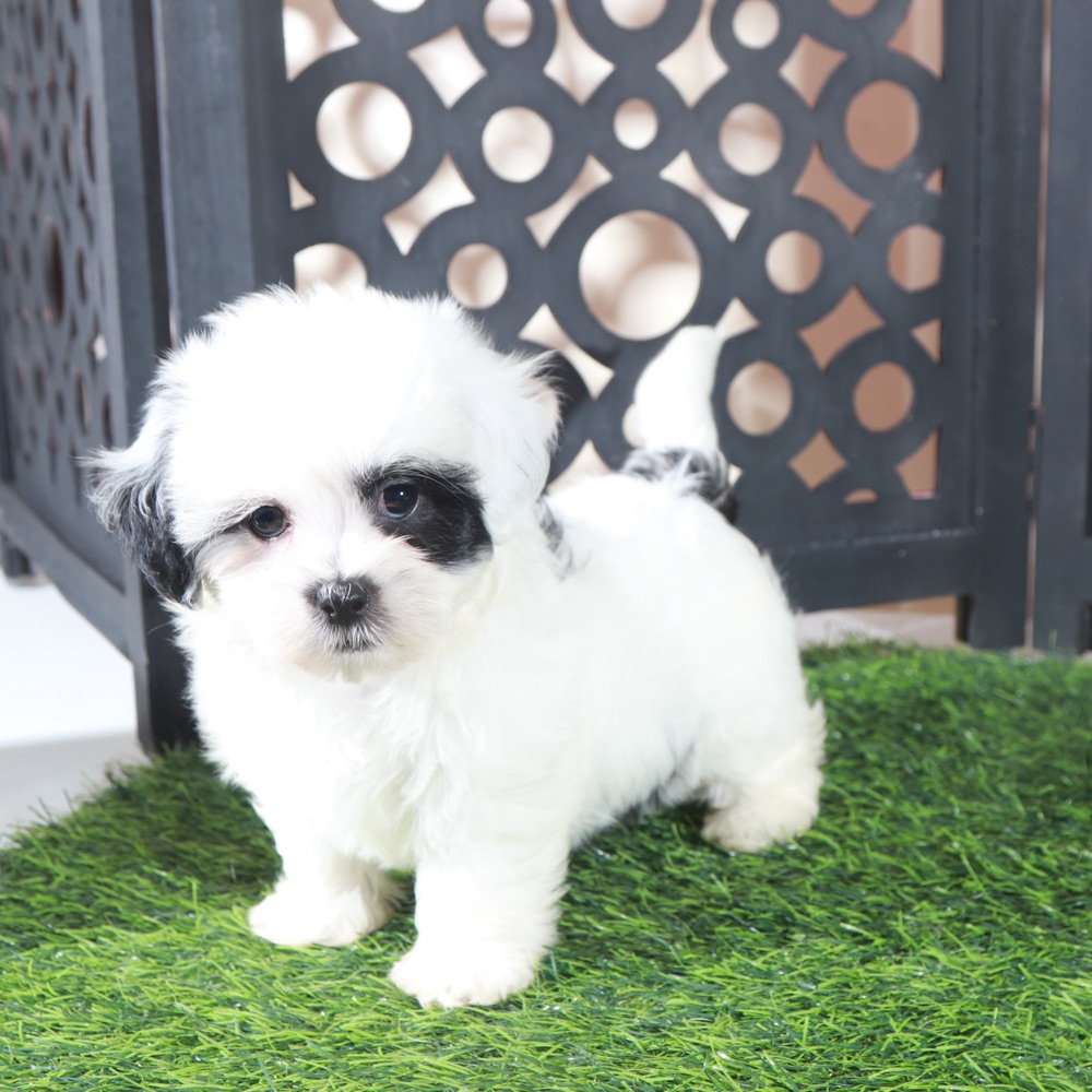 Patches-Beautiful Female Teddy Bear Puppy - Image 3