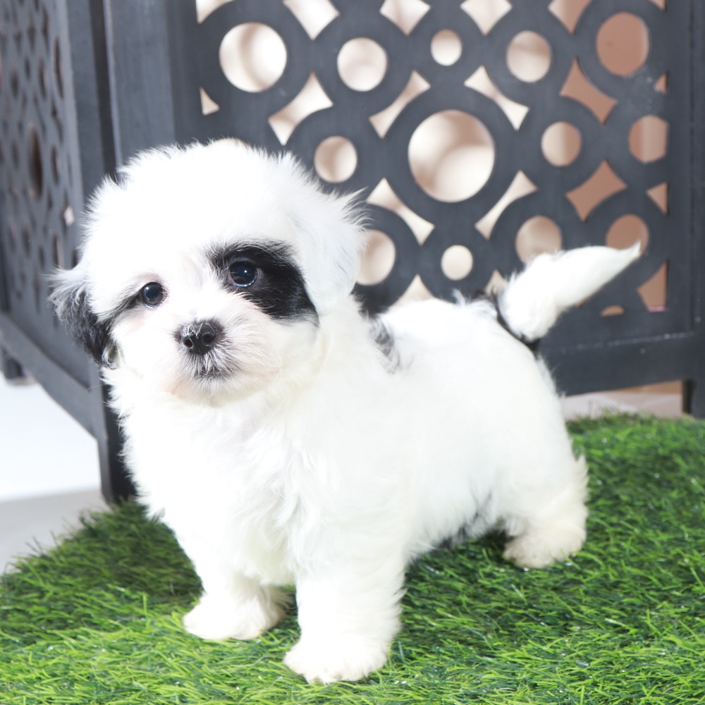 Patches-Beautiful Female Teddy Bear Puppy - Image 4