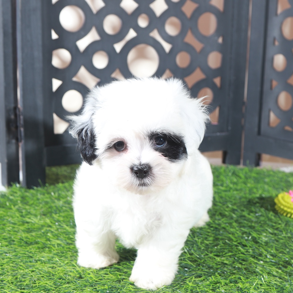 Patches-Beautiful Female Teddy Bear Puppy - Image 5