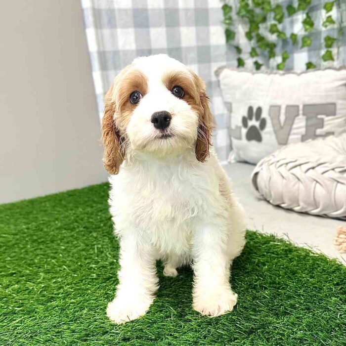 Patricia - Lovable Cavapoo Puppy For Sale in Georgia