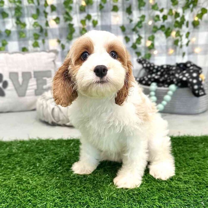 Patricia - Lovable Cavapoo Puppy For Sale in Georgia - Image 3