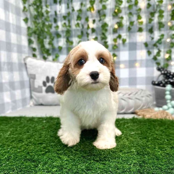Patricia - Lovable Cavapoo Puppy For Sale in Georgia - Image 4