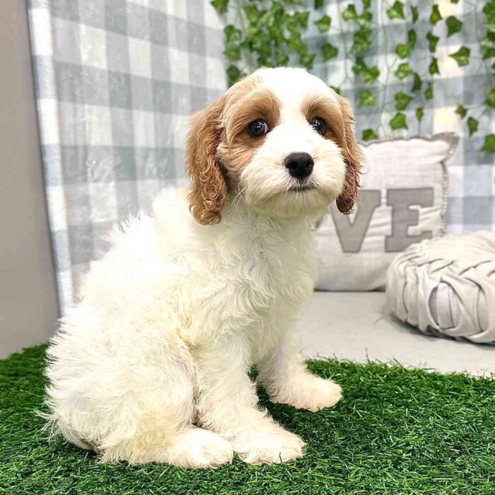 Patricia - Lovable Cavapoo Puppy For Sale in Georgia - Image 2