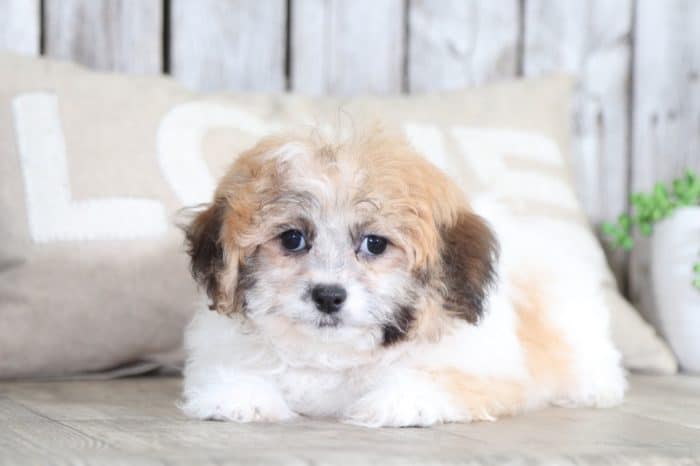 Patsy - Precious Teddy Bear - Image 2