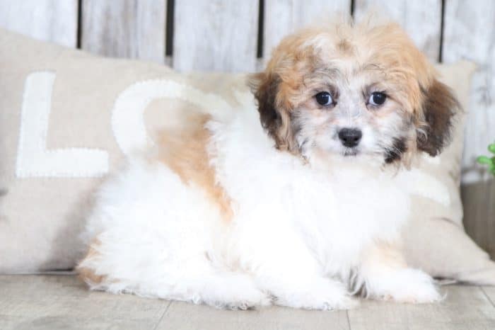 Patsy - Precious Teddy Bear - Image 3