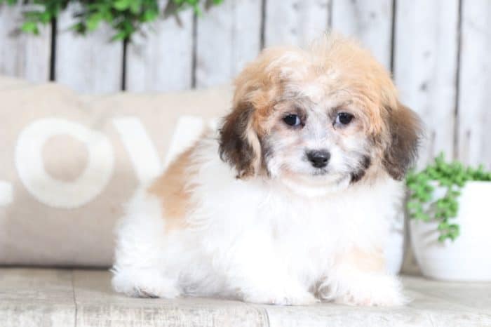Patsy - Precious Teddy Bear - Image 4