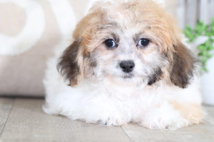 Patsy - Precious Teddy Bear - Image 5