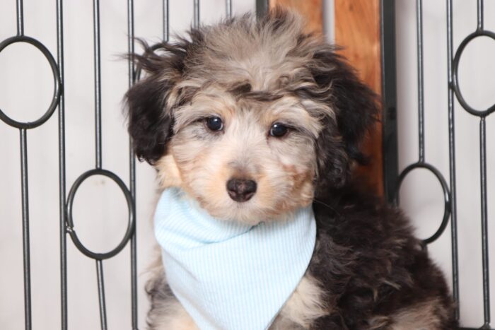Paul - Stunning Blue Merle Mini Aussie Poo Puppy - Image 2