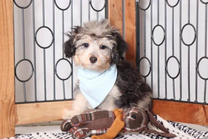 Paul - Stunning Blue Merle Mini Aussie Poo Puppy - Image 3
