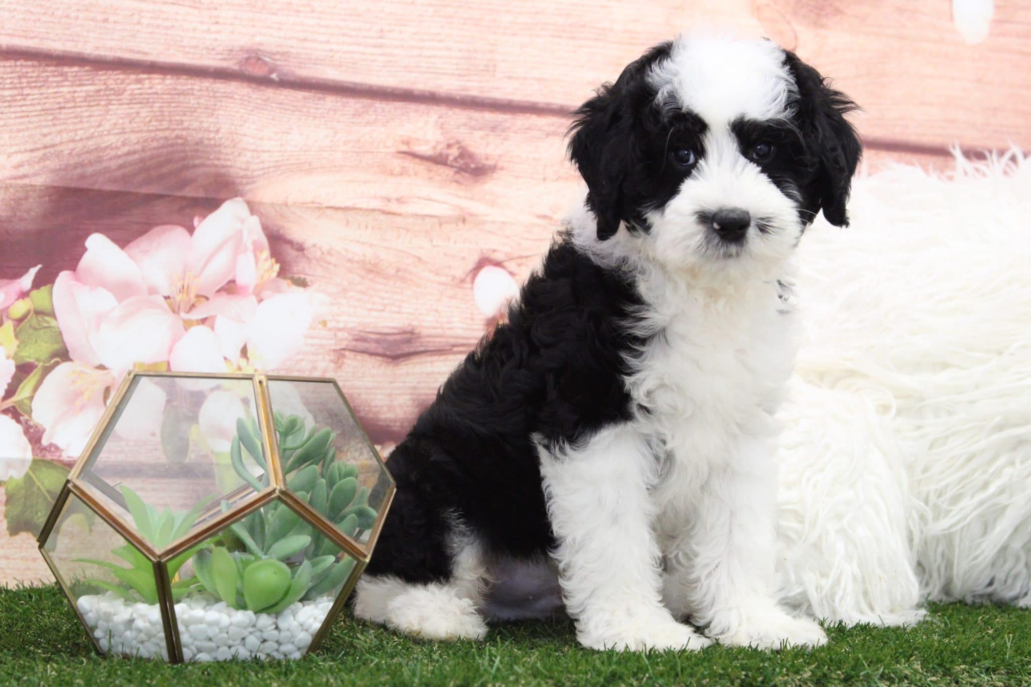 Paulie - Playful Mini Sheepadoodle Puppy - Image 2