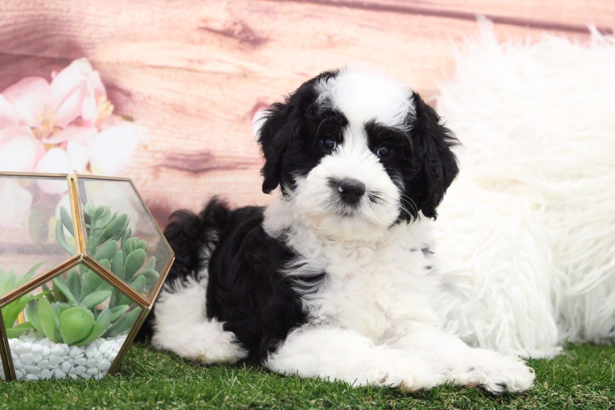 Paulie - Playful Mini Sheepadoodle Puppy