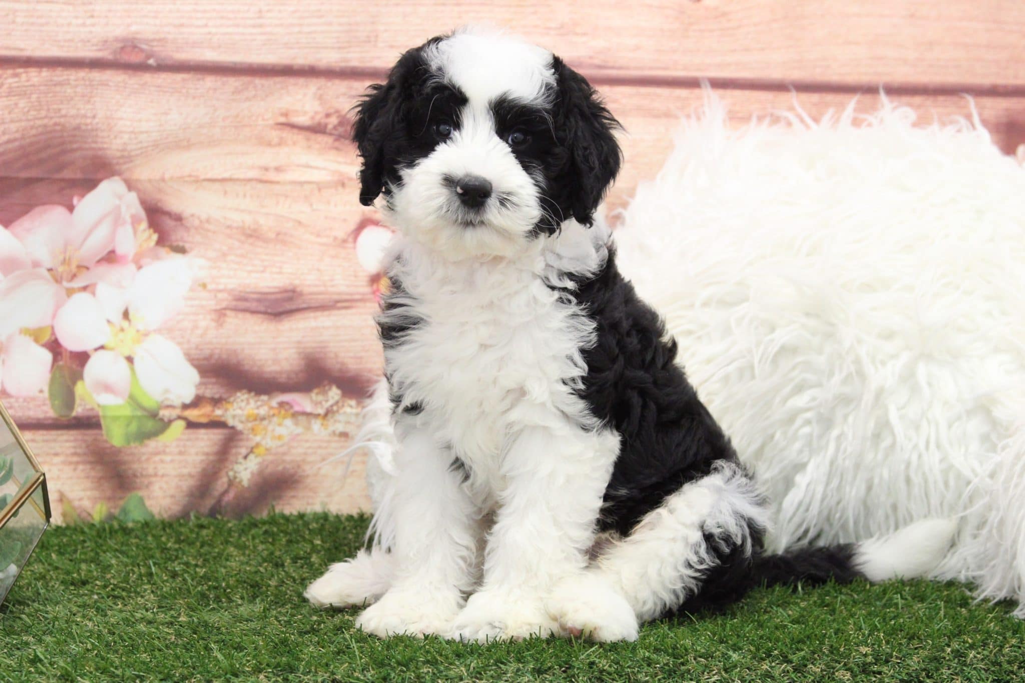 Paulie - Playful Mini Sheepadoodle Puppy - Image 4