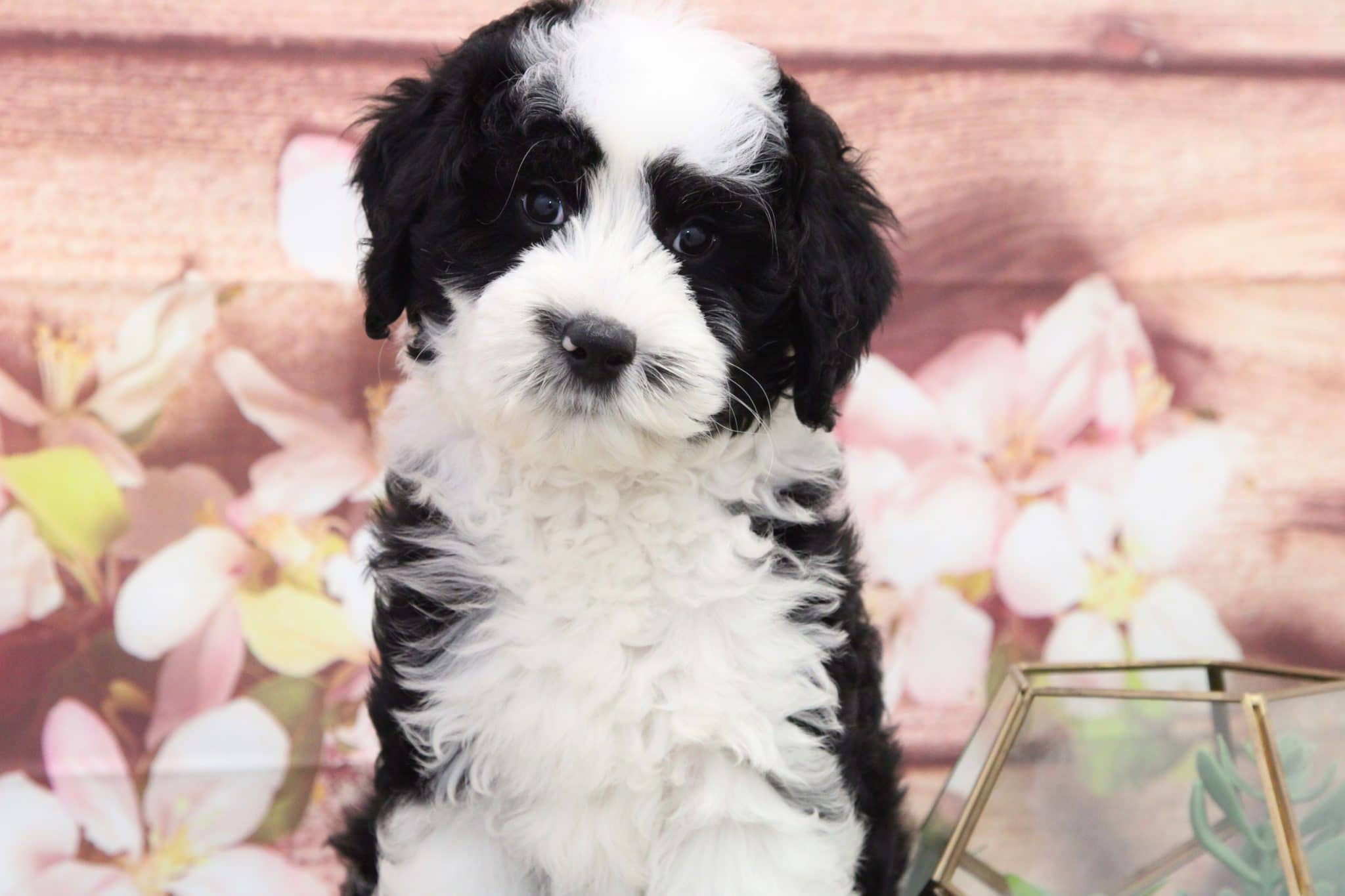 Paulie - Playful Mini Sheepadoodle Puppy - Image 5