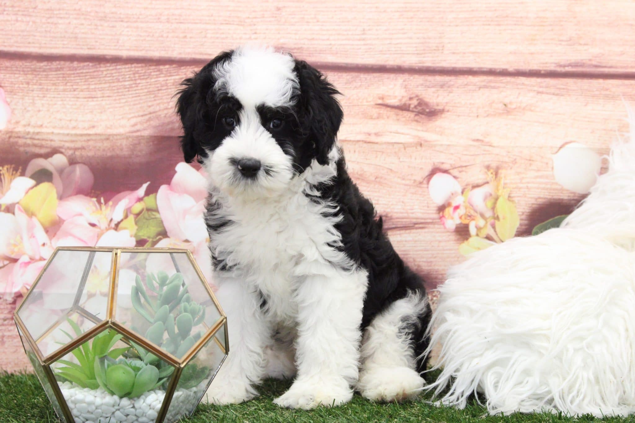 Paulie - Playful Mini Sheepadoodle Puppy - Image 6