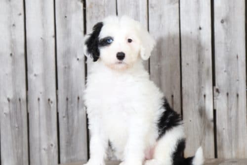 Sheepadoodle