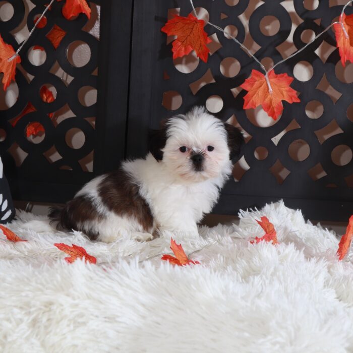 Peaches-Adorable Female Shih-Tzu Puppy