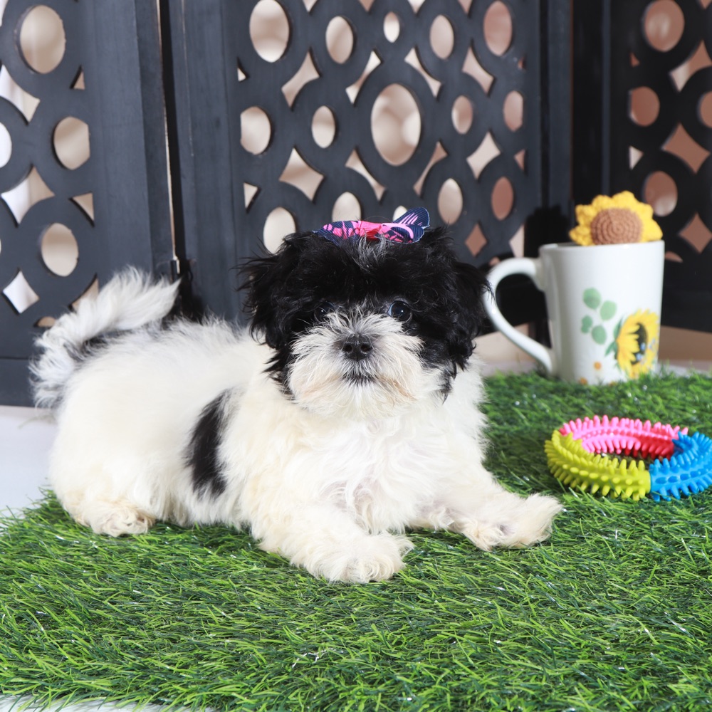 Peaches- Pretty female Maltipoo Puppy - Image 2