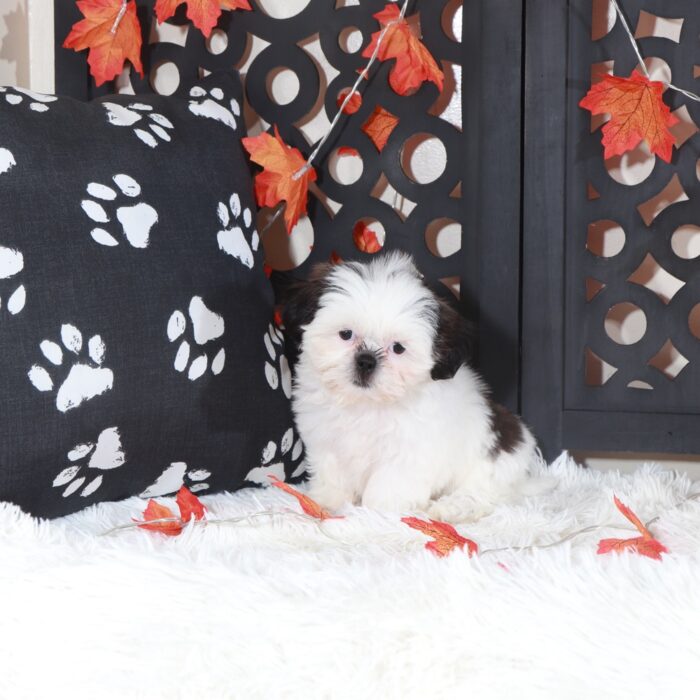 Peaches-Adorable Female Shih-Tzu Puppy - Image 2