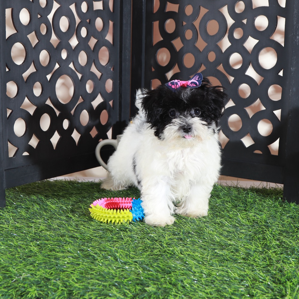 Peaches- Pretty female Maltipoo Puppy - Image 3