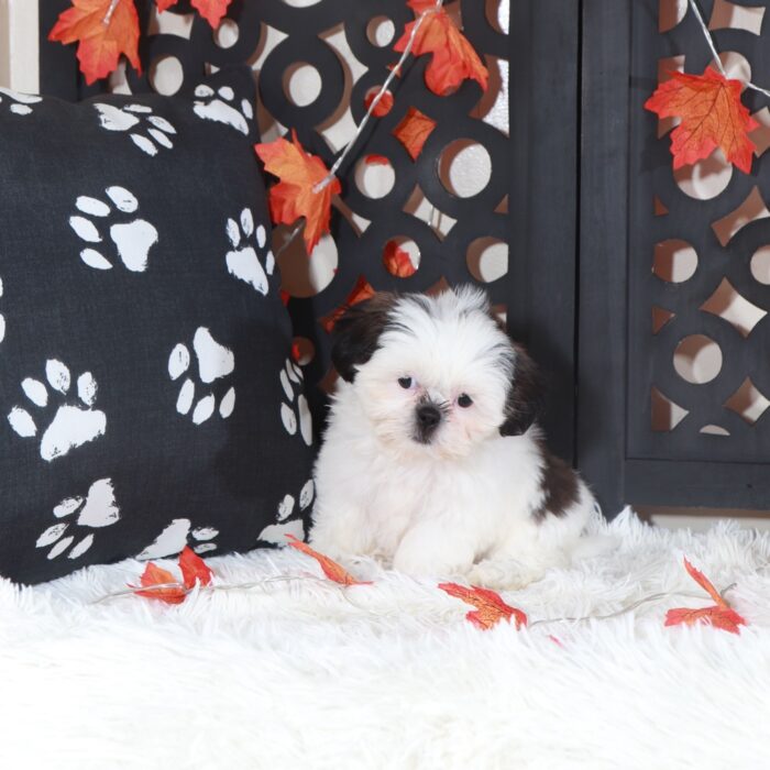Peaches-Adorable Female Shih-Tzu Puppy - Image 3