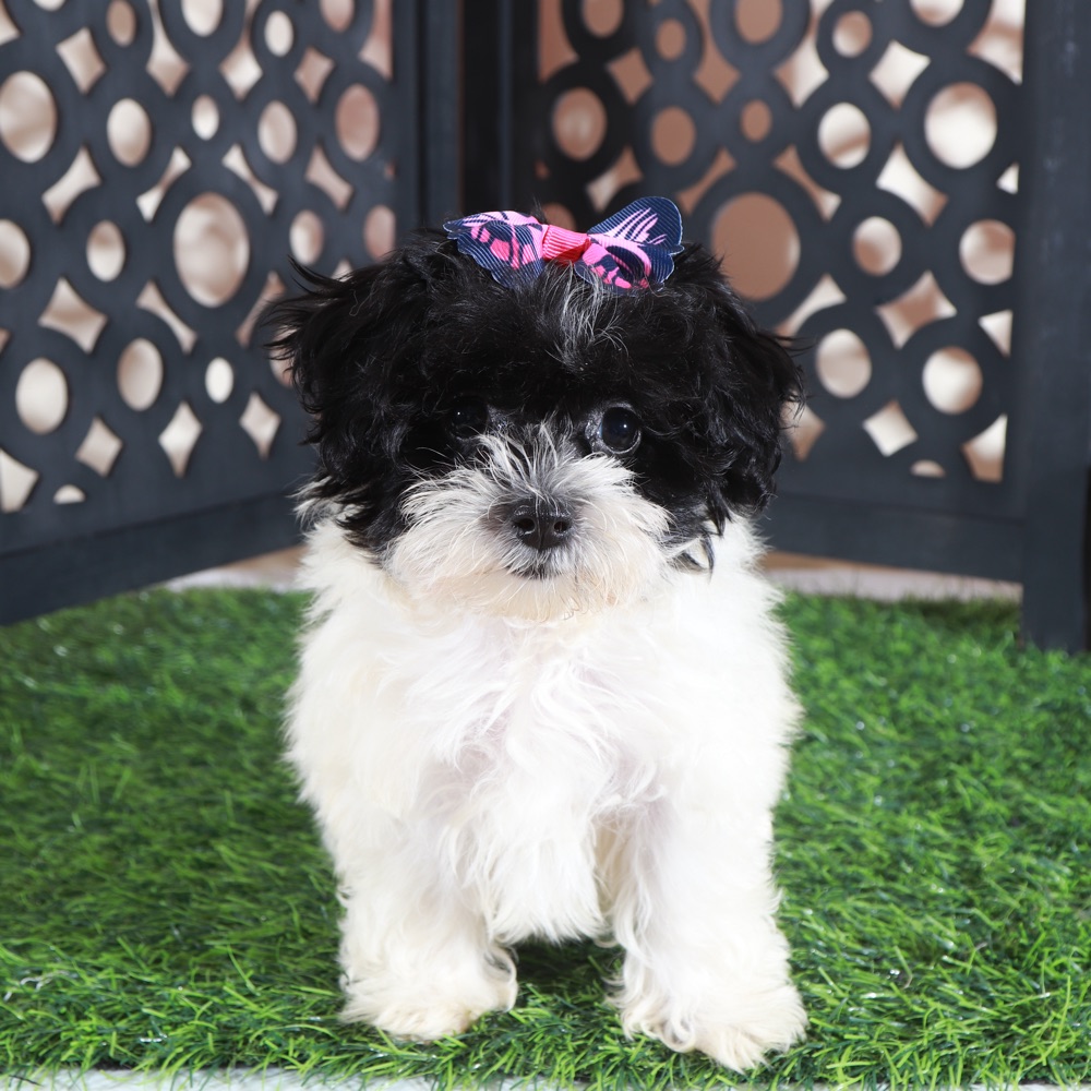 Peaches- Pretty female Maltipoo Puppy - Image 4