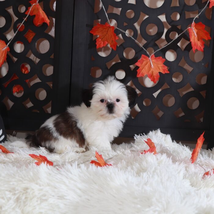 Peaches-Adorable Female Shih-Tzu Puppy - Image 4