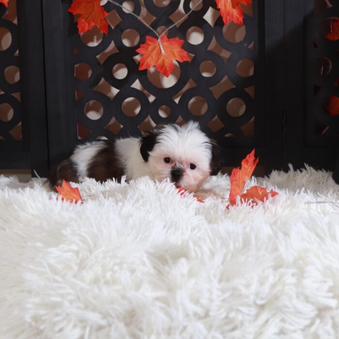 Peaches-Adorable Female Shih-Tzu Puppy - Image 5