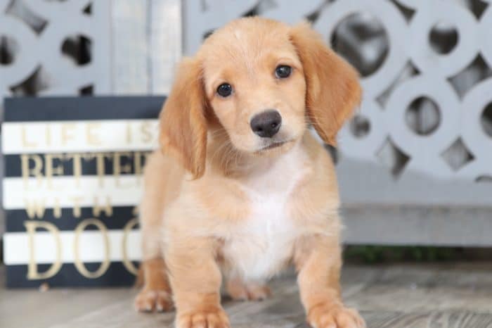 Peanut - Stunning, Long-Haired Dachshund