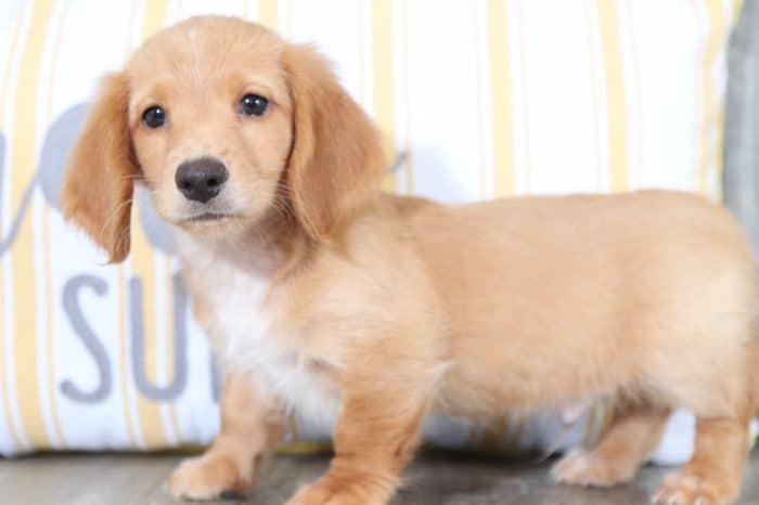 Peanut - Stunning, Long-Haired Dachshund - Image 2