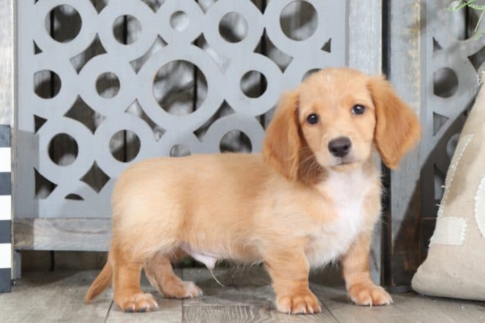 Peanut - Stunning, Long-Haired Dachshund - Image 3