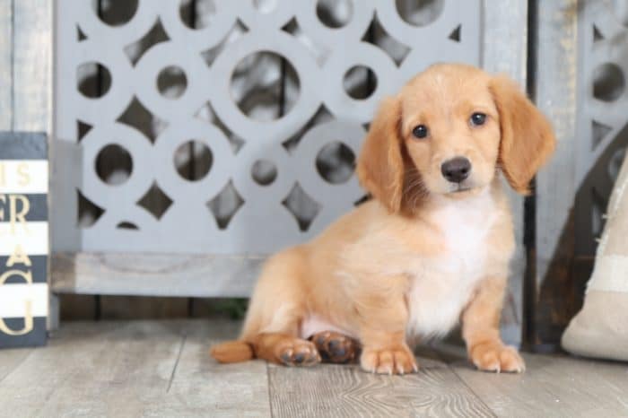 Peanut - Stunning, Long-Haired Dachshund - Image 4