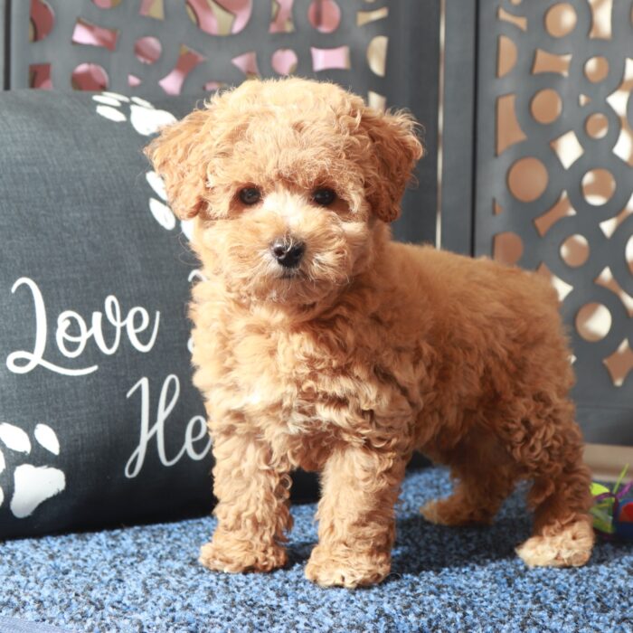Penny-Enchanting F1B Poochon Puppy - Image 3