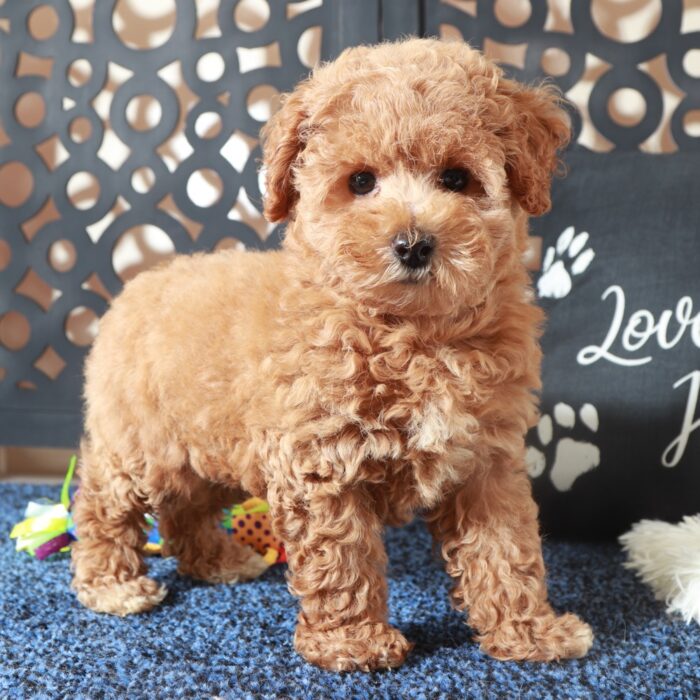 Penny-Enchanting F1B Poochon Puppy - Image 2