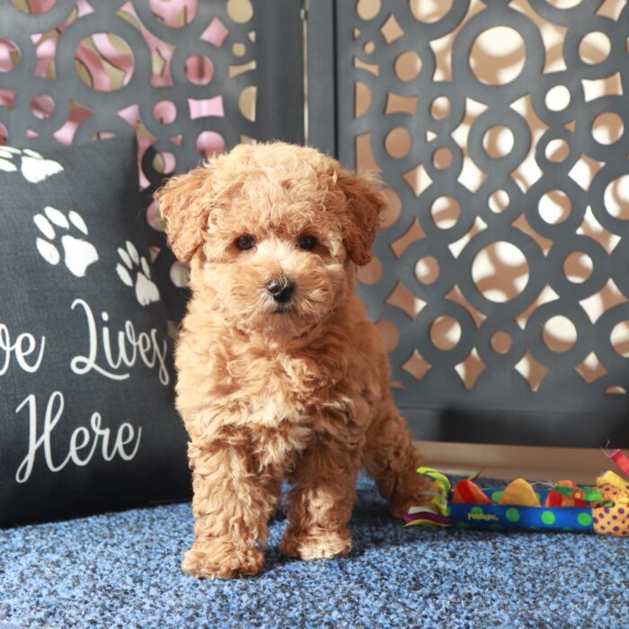 Penny-Enchanting F1B Poochon Puppy - Image 4