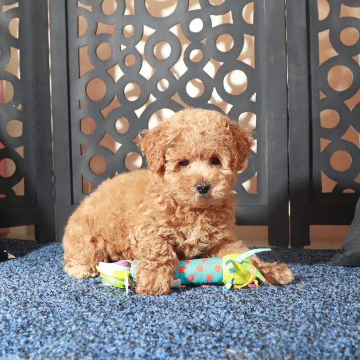 Penny-Enchanting F1B Poochon Puppy - Image 5
