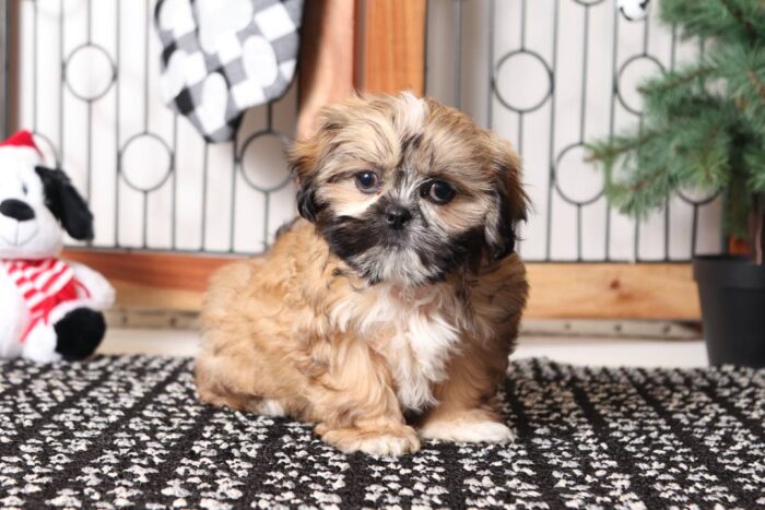 Penny1-1-2.jpg