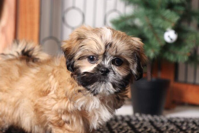 Penny2-1-3.jpg