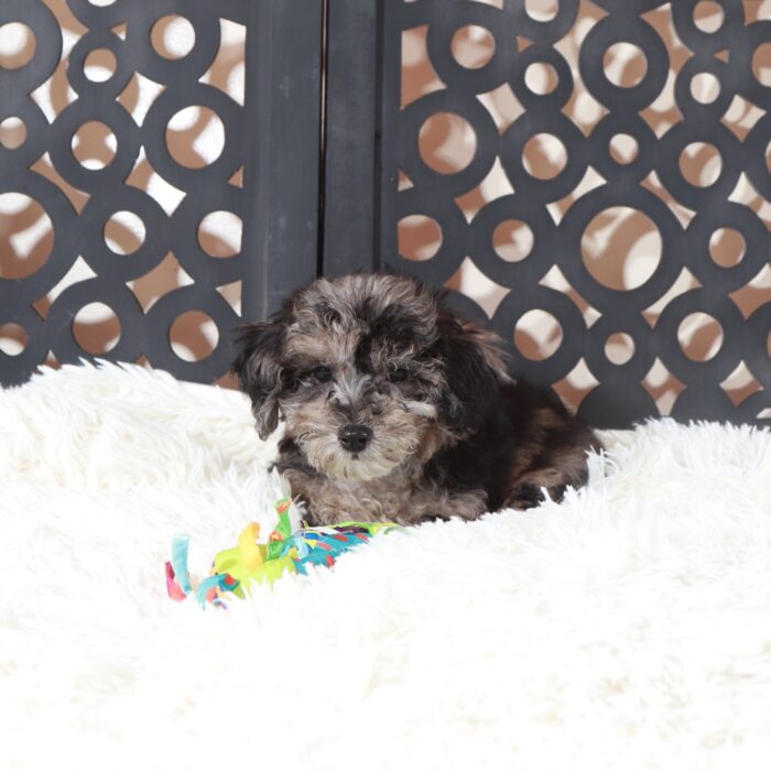 Pepper- Unique Gorgeous Blue Poochon Puppy - Image 2
