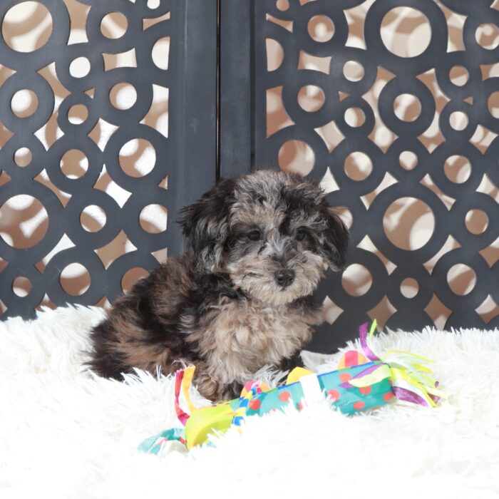 Pepper- Unique Gorgeous Blue Poochon Puppy - Image 3