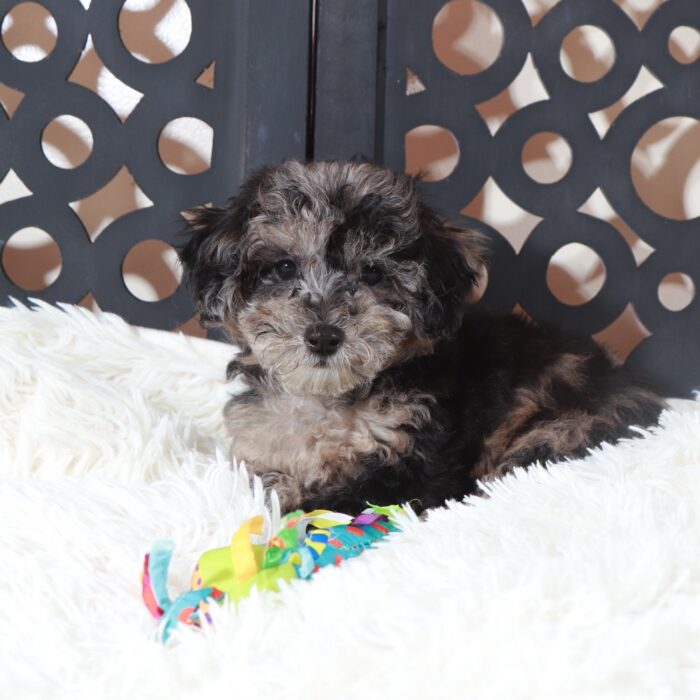 Pepper- Unique Gorgeous Blue Poochon Puppy - Image 4