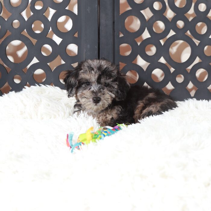 Pepper- Unique Gorgeous Blue Poochon Puppy - Image 5