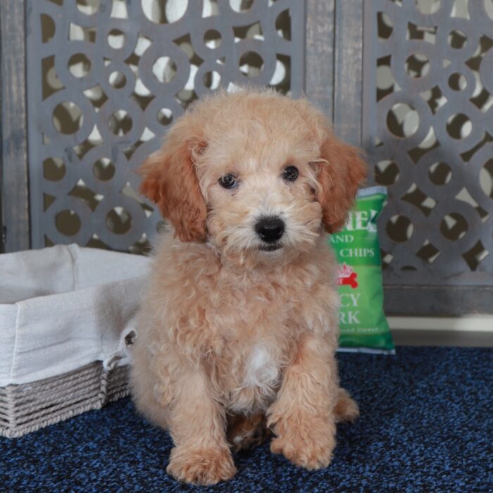 Peter-Playful male Poochon Puppy - Image 5