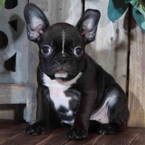 Frenchton