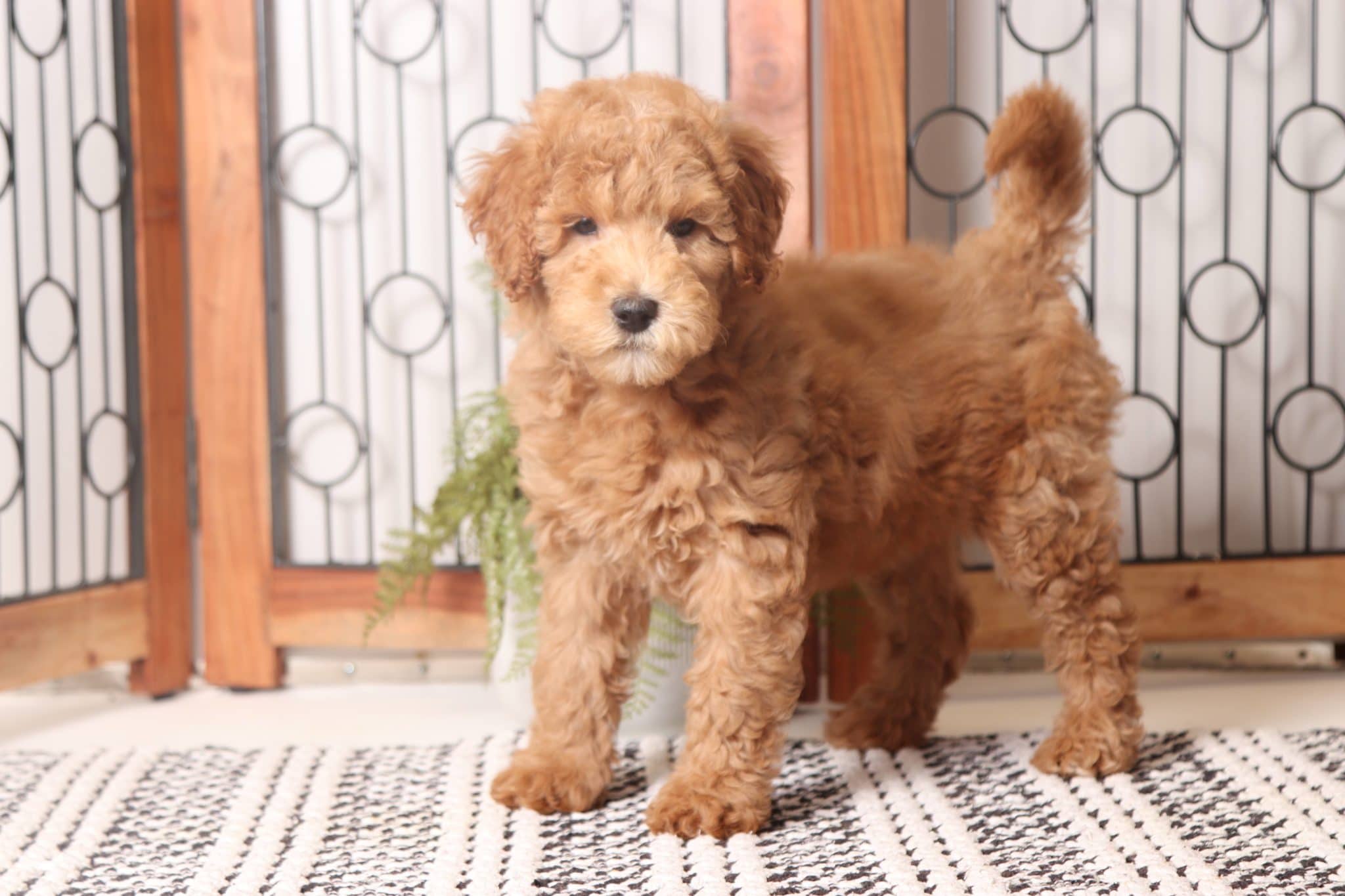 Patunia - Precious Red Mini Female F1B Goldendoodle