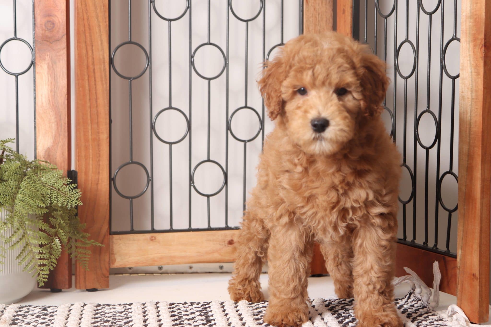 Patunia - Precious Red Mini Female F1B Goldendoodle - Image 3