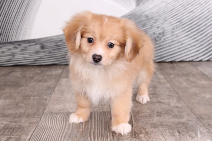 Pickle - Amazing Tan Male Pomaweenie Puppy - Image 3