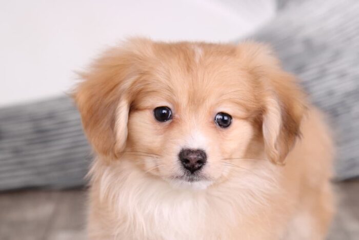 Pickle - Amazing Tan Male Pomaweenie Puppy - Image 2
