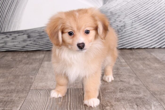 Pickle - Amazing Tan Male Pomaweenie Puppy