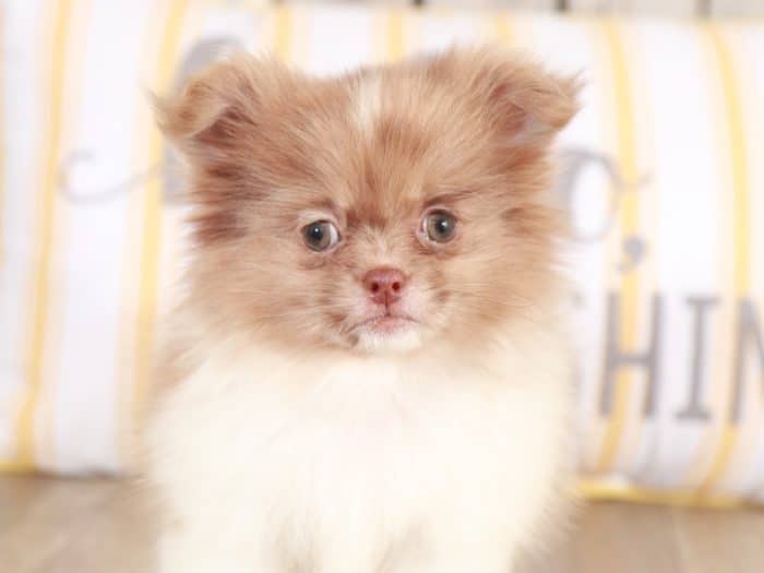 Piglet - Perfect Little Peek A Pom - Image 2