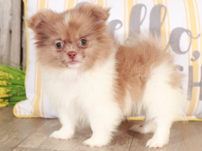 Piglet - Perfect Little Peek A Pom